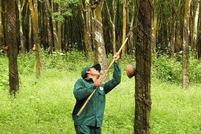 EUDR tạo áp lực lên cao su nhập khẩu và tiểu điền 